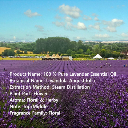 French Lavender Candle (Floral Calm)